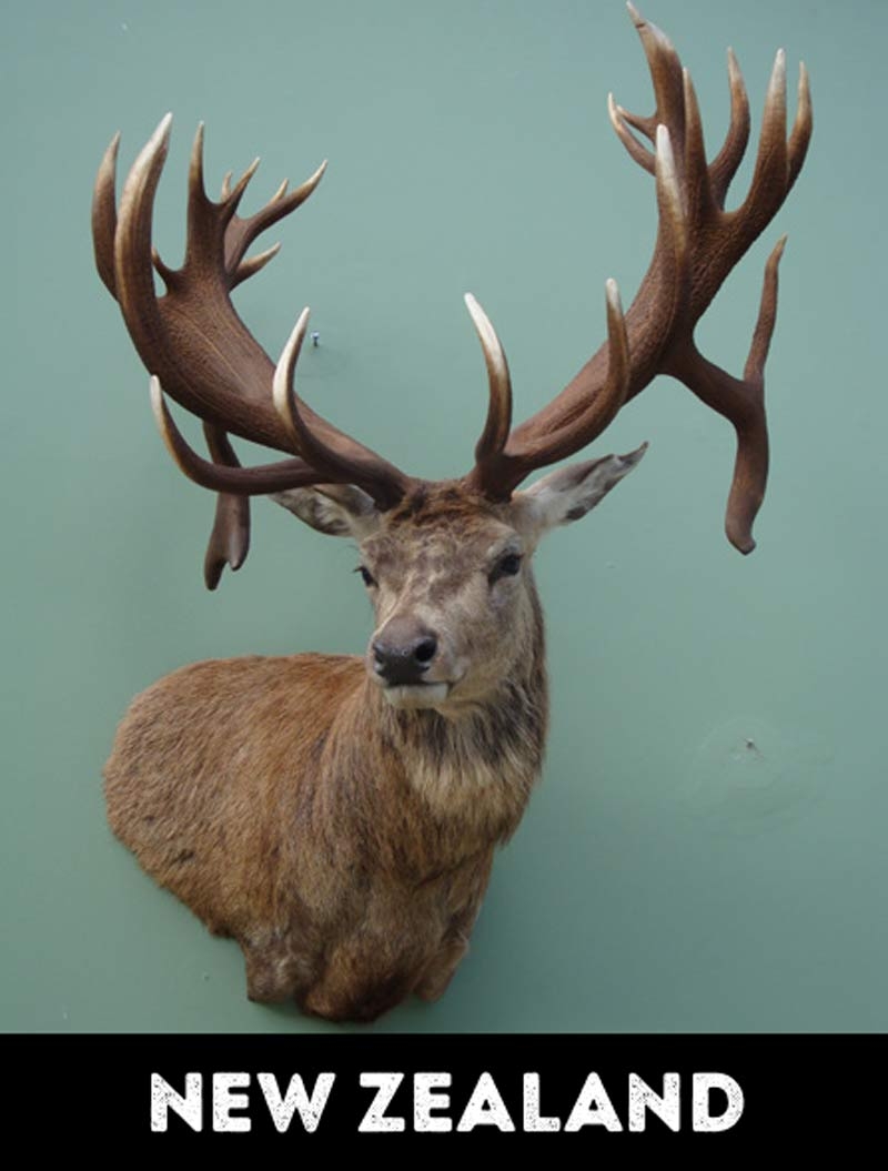 Tyron Southward Taxidermy